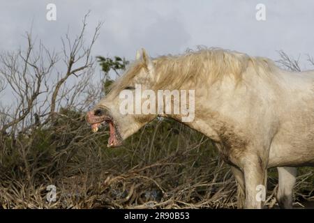 Camargue Cavallo, sbadiglio, Saintes Marie de la Mer nel sud della Francia Foto Stock