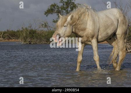 Camargue Horse, in piedi in palude, yawning, Saintes Marie de la Mer nel sud della Francia Foto Stock