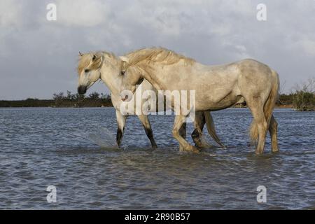 Camargue Horse, in piedi in palude, Saintes Marie de la Mer nel sud della Francia Foto Stock