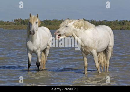 Camargue Horse, in piedi in palude, yawning, Saintes Marie de la Mer nel sud della Francia Foto Stock