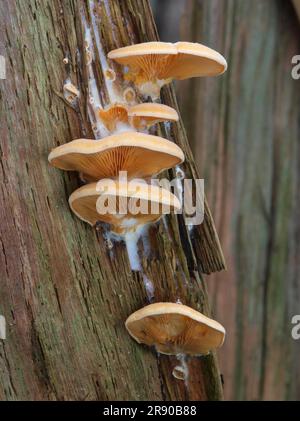 Ostriche finte (Phyllotopsis nidulans) su un ceppo di alberi marciscono con micelio bianco Foto Stock