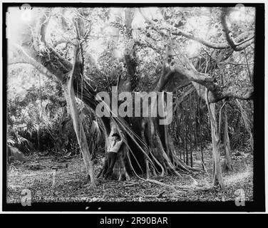 Rubber Tree, Lake Worth, Ban., tra il 1880 e il 1897. Foto Stock