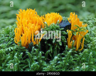 Comunemente noto come lo stagshorn giallo (Calocera viscosa), è un fungo di gelatina Foto Stock