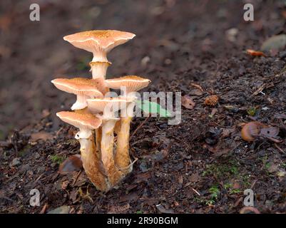 Comunemente noto come fungo del miele (Armillaria mellea), è un fungo basidiomicete del genere ArmillariaOLYMPUS Foto Stock