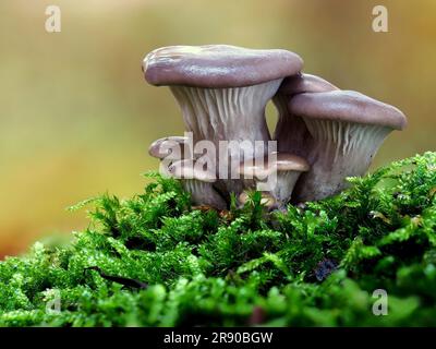 Il fungo delle ostriche (Pleurotus ostreatus) è un fungo commestibile comune Foto Stock