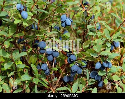 Il Vaccinium uliginosum (mirtillo di palude) (mirtillo di palude) (mirtillo settentrionale o mirtillo occidentale) è una pianta in fiore del genere Vaccinium all'interno del Foto Stock