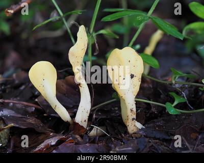 Comunemente nota come lingua gialla di terra (Spathularia flavida), il ventaglio giallo, o ventaglio fatato, è un fungo ascomicete trovato nelle conifere Foto Stock