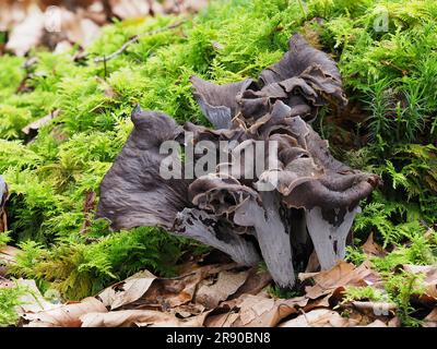 o corno di abbondanza, è un fungo commestibile. È anche conosciuta come la chanterelle nera (Craterellus cornucopioides), tromba nera, trompette de la mort Foto Stock