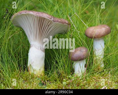 Bocca di mucca, piede giallo grande, ciuffo ciuffo (GOMPHIDIUS GLUTINOSUS), fungo a cuneo grande, fungo cipollotto grande, rotter, naso muso, naso di pecora Foto Stock