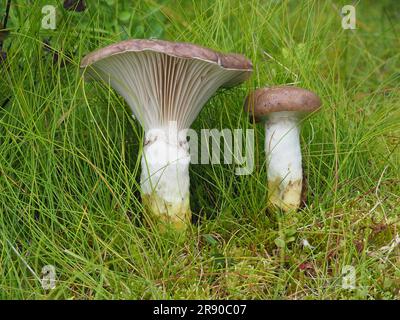 Bocca di mucca, cigolio (Gomphidius glutinosus) Foto Stock