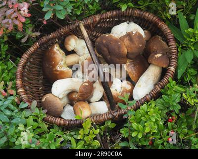 Bolo di pino, bolo di abete rosso, il cesto contiene bolo della specie Foto Stock