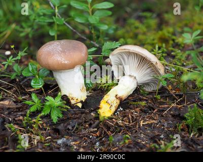 Bocca di mucca, piede giallo grande, ciuffo ciuffo (GOMPHIDIUS GLUTINOSUS), fungo a cuneo grande, fungo cipollotto grande, rotter, naso muso, naso di pecora Foto Stock