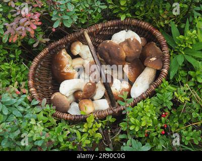 Bolo di pino, bolo di abete rosso, il cesto contiene bolo della specie Foto Stock