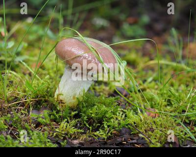 Bocca di mucca, piede giallo grande, ciuffo ciuffo (GOMPHIDIUS GLUTINOSUS), fungo a cuneo grande, fungo cipollotto grande, rotter, naso muso, naso di pecora Foto Stock