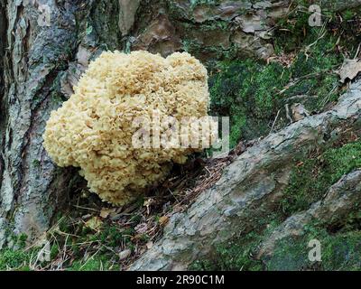 Il fungo cavolfiore è un genere di funghi parassiti e saprobici caratterizzati dalla loro forma e aspetto unici. Questo aspetto può essere Foto Stock