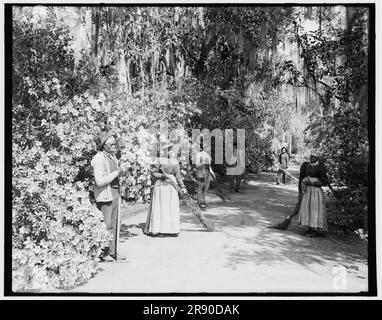 I custodi, Magnolia-on-the-Ashley, ovvero Magnolia Gardens, Charleston, S.C., c1900. Foto Stock