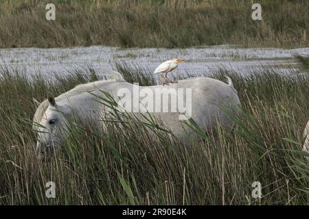 Camargue Horse, in piedi in palude, bestiame Egret sul retro, bubulcus ibis, Saintes Marie de la Mer nel sud della Francia Foto Stock