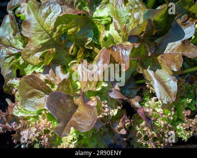 Primo piano della lattuga "Red Salad Bowl" che cresce in un giardino del Regno Unito. Foto Stock