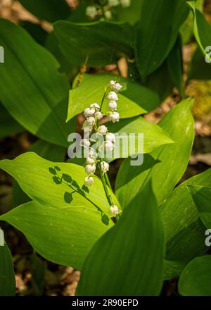 Fiori bianchi del Giglio della valle (Convallaria majalis) che crescono in un'area boschiva ombreggiata di un giardino britannico Foto Stock