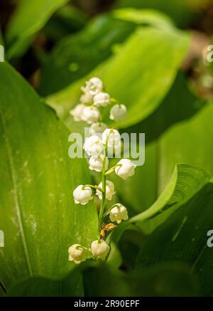 Fiori bianchi del Giglio della valle (Convallaria majalis) che crescono in un'area boschiva ombreggiata di un giardino britannico Foto Stock