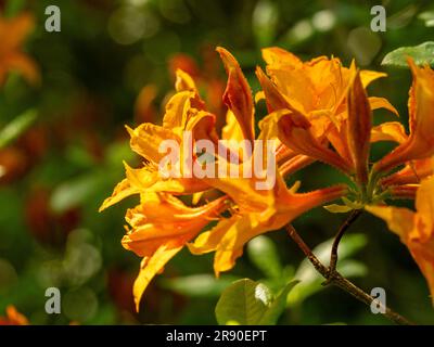Primo piano dei fiori gialli scuri del luteum Rhododendron che crescono in un giardino del Regno Unito. Foto Stock