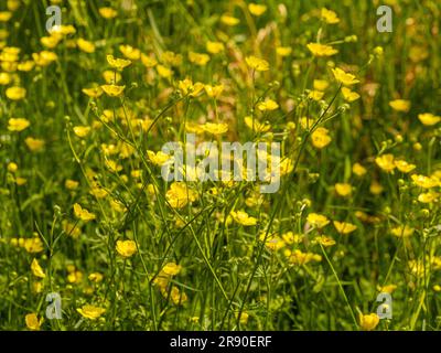 Primo piano delle farfalle che crescono in un prato del Regno Unito. Foto Stock