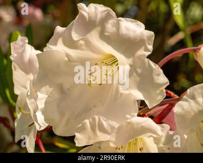 Primo piano di un grande rododendro bianco che cresce in un bosco del Regno Unito. Foto Stock
