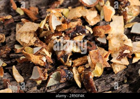 Frutta di cetriolo di serpente (Trichosanthis Fructus), Gua Lou Foto Stock