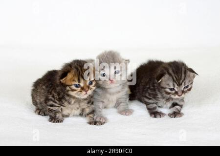 Gatto inglese a lunga gatta, gattino, 2 settimane, tabby nero-oro, tabby blu-argento e tabby nero-argento, Highlander, Lowlander, Britanica Foto Stock