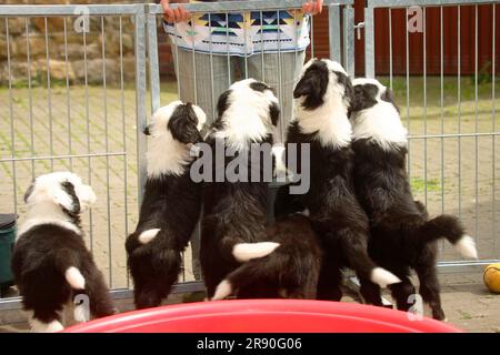 Bobtail, cuccioli, 7 settimane, Old English Sheepdog, Old English Sheepdog Foto Stock