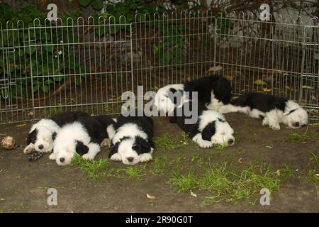 Bobtail, cuccioli, 7 settimane, in recinzione per cuccioli, Old English Sheepdog, cucciolo, recinzione Foto Stock
