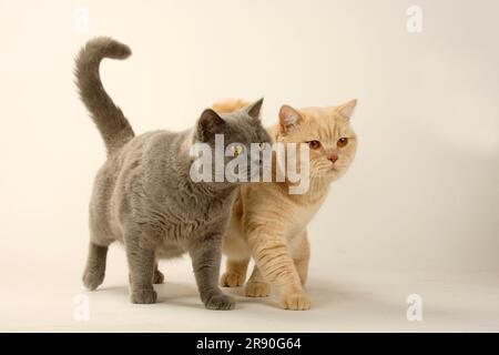 Gatti shorthair britannici, coppia, blu e crema, BKH, gatto shorthair britannico, Certosino, gatto certosino Foto Stock