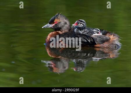 Slavonian Grebe (Podiceps auritus) con pulcini, Islanda, Side Foto Stock