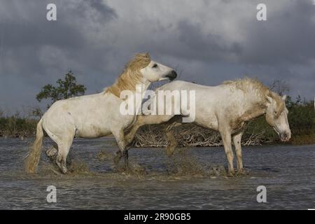 Cavallo Camargue, stalloni che combattono nella palude, Saintes Marie de la Mer nella Camargue, nel sud della Francia Foto Stock