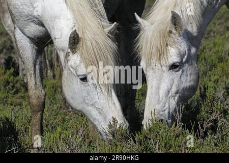 Camargue cavalli mangiare erba, Saintes Marie de la Mer nel sud della Francia Foto Stock