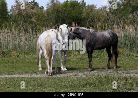 Camargue Horse, Mare e Foal in piedi a Meadow, Saintes Marie de la Mer nel sud della Francia Foto Stock
