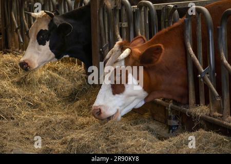 Mucca olandese a macchie brune che mangia fieno nella stalla della fattoria Foto Stock