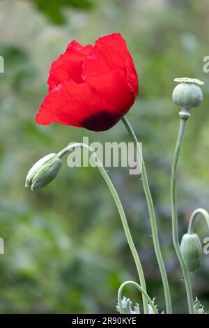 Fiore di papavero rosso, bocciolo e capsula di semi da vicino all'esterno Foto Stock