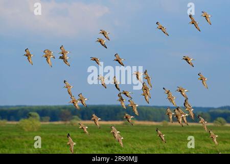 Ruff (Philomachus pugnax), migrazione primaverile, pianure di Biebrza, Parco Nazionale di Biebrza, Polonia Foto Stock