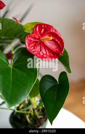 Pianta Evergreen Anthurium andraeanum con fiore rosso noto anche come fiore di fenicottero, fiore di sartoria, fiore di stoffa. Foto Stock