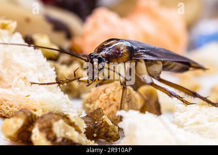 Scarafaggi Periplanet, conosciuti come scarafaggi rossi, sopra la figliata, macrofotografia di insetto Foto Stock