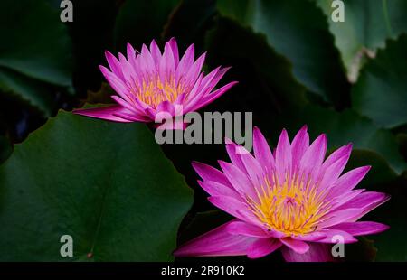 Fiore di loto rosa che fiorisce nella piscina con foglie verdi Foto Stock
