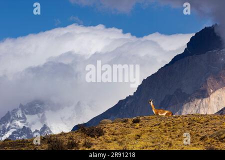 Un guanaco solitario (Lama guanicoe) riposa sulla collina del Parco Nazionale Torres del Paine nella regione della Patagonia in Cile. Foto Stock