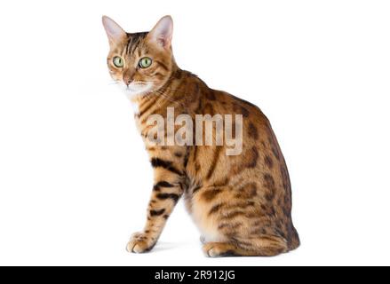 Il gatto domestico si siede lateralmente alla fotocamera su uno sfondo bianco. Adatto per l'inserimento di un'immagine di un'imbracatura Cat. Foto Stock