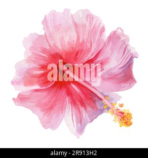 Bellissimo fiore di ibisco rosa tropicale su sfondo bianco. Illustrazione ad acquerello luminoso. Foto Stock
