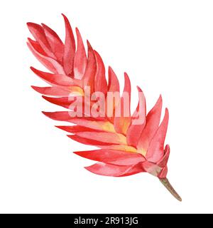 Fiore di ibisco rosso tropicale su sfondo bianco. Illustrazione acquerello. Isolare. Foto Stock