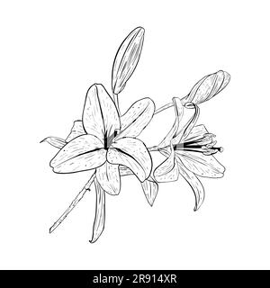 Illustrazione vettoriale del ramo di un giglio fiorito e di due gemme. Contorno nero di petali, steli, foglie, gemme, disegno grafico. Per le cartoline, progetta Illustrazione Vettoriale