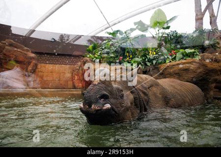 Berlino, Germania. 23 giugno 2023. Un rinoceronte cisterna (Rhinoceros unicornis) nuota nel bacino idrico all'apertura della pagoda Rhino allo Zoo di Berlino in un paesaggio fluviale all'interno dell'edificio. Crediti: Carsten Koall/dpa/Alamy Live News Foto Stock