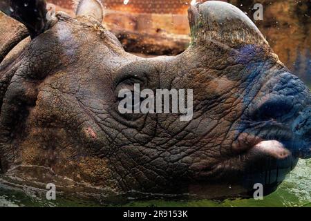 Berlino, Germania. 23 giugno 2023. Un rinoceronte cisterna (Rhinoceros unicornis) nuota nel bacino idrico all'apertura della pagoda Rhino allo Zoo di Berlino in un paesaggio fluviale all'interno dell'edificio. Crediti: Carsten Koall/dpa/Alamy Live News Foto Stock