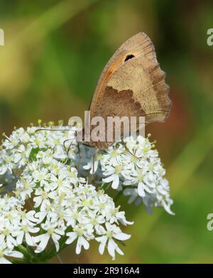 A Meadow Brown (Maniola jurtina) Butterfly nelle Cotswold Hills, Gloucestershire, Regno Unito Foto Stock